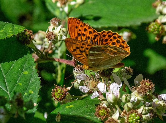 Silver washed fritillary