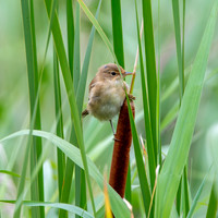 Reed warbler