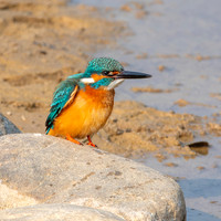 Little Indian Kingfisher
