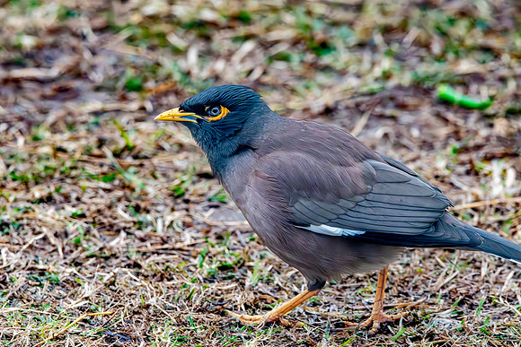 Jungle myna