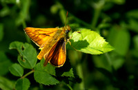 Large skipper