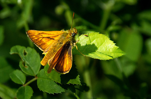 Large skipper