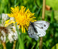 Small white butterfly