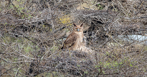 Dusky eagle owl