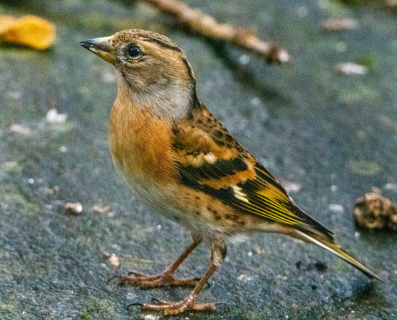 Brambling