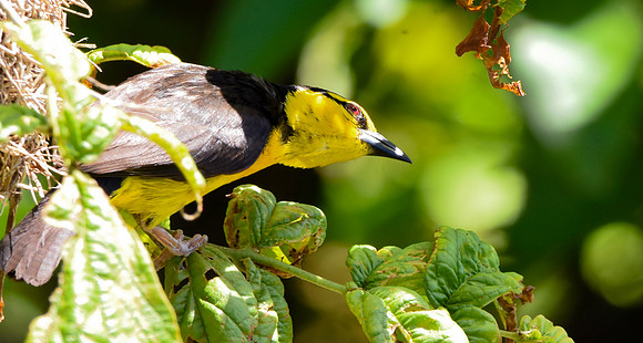 Black necked weaver