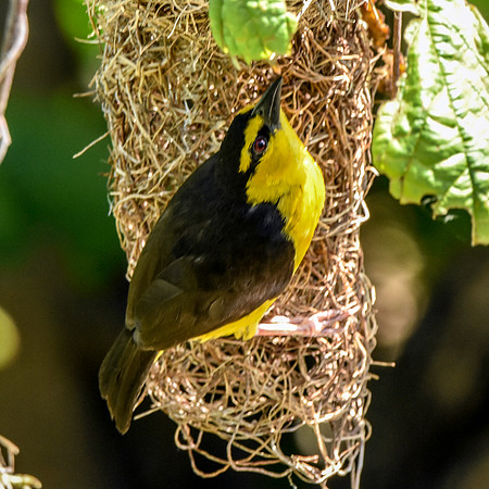 Black necked weaver