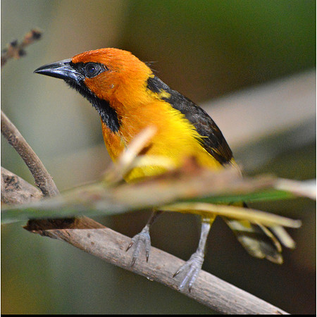 Orange crowned oriole