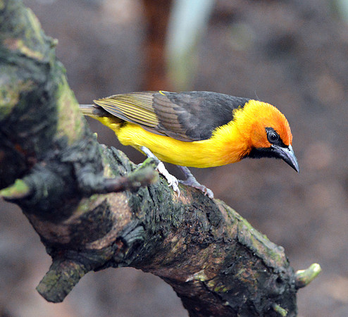 Orange crowned oriole
