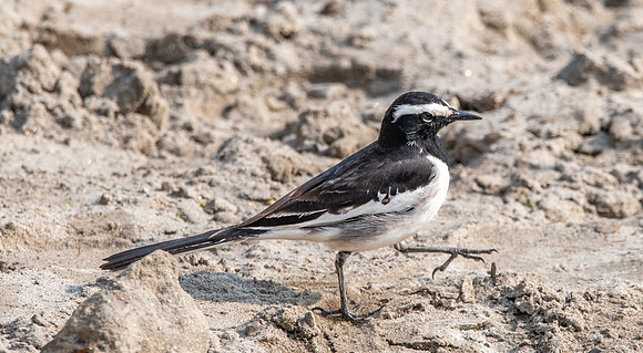 White browed wagtail