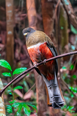 Collared trogon, female
