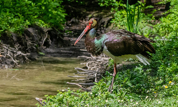Black stork