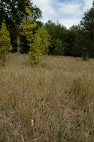 2005