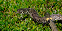 Grass snake
