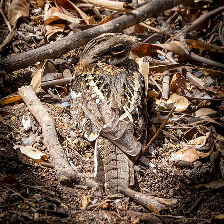 Slender tailed nightjar