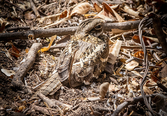 Slender tailed nightjar