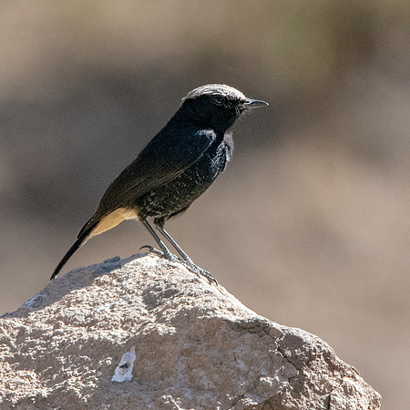 Abyssinian wheatear
