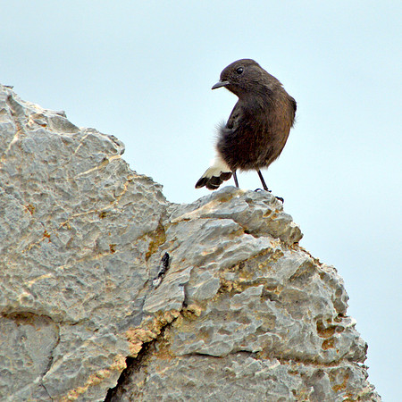 Black wheatear