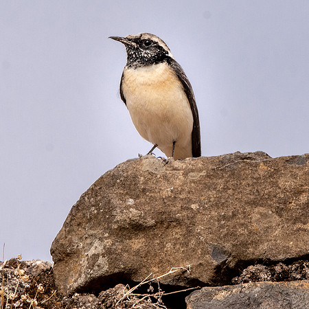 Pied wheatear