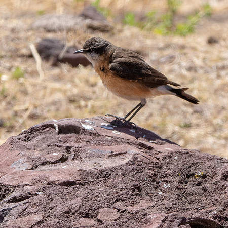 Red breasted wheatear