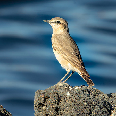 Isabelline wheatear
