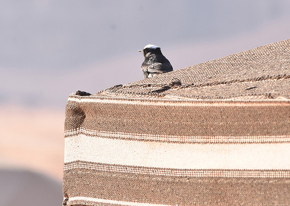 White crowned wheatear