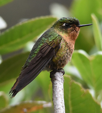 Tyrian metaltail hummingbird - female