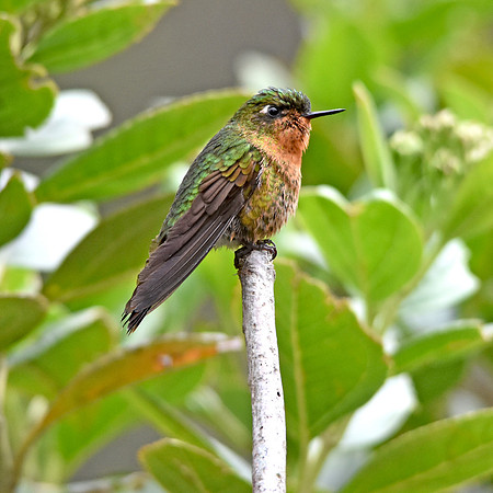 Tyrian metaltail hummingbird - female