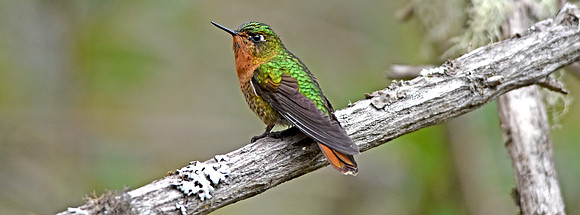 Tyrian metaltail hummingbird - female