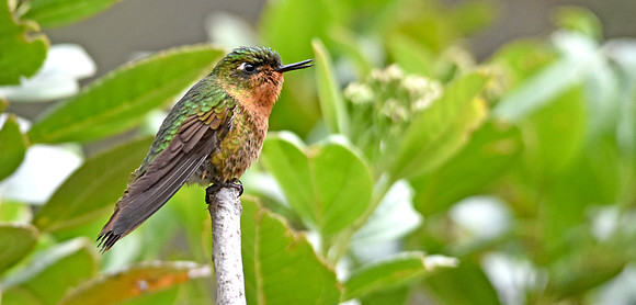 Tyrian metaltail hummingbird - female