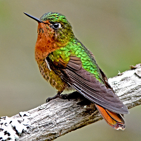 Tyrian metaltail hummingbird - female