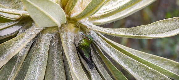 Viridian metaltail hummingbird - male