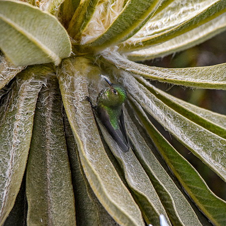 Viridian metaltail hummingbird - male