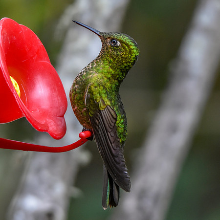 Viridian metaltail hummingbird - male