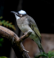 Light vented bulbul