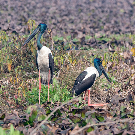 Black necked stork