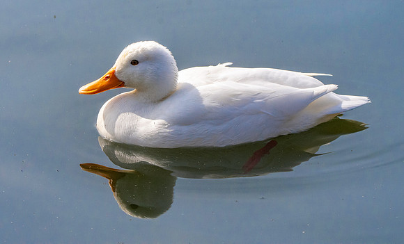 Aylesbury Duck