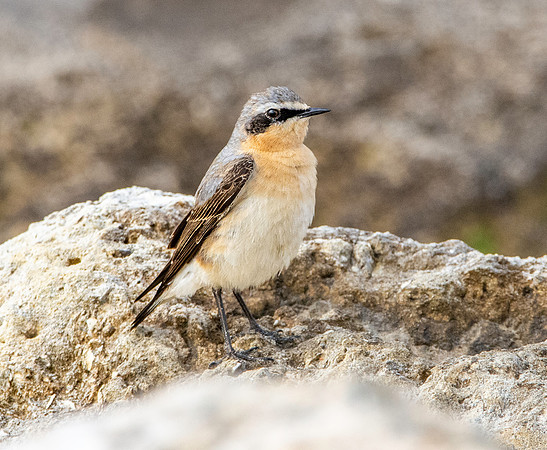 Northern Wheatear
