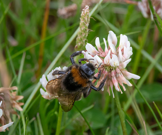 Vestal cuckoo bee