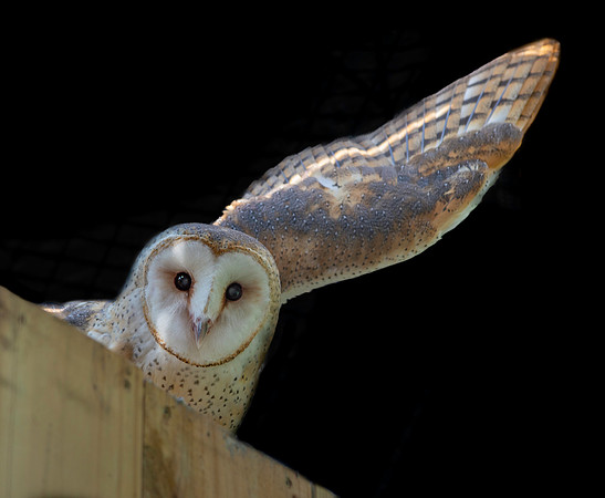 Barn Owl