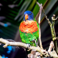 Coconut lorikeet
