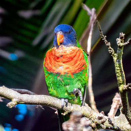 Coconut lorikeet