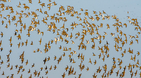 Golden plover