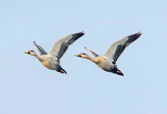 Spot billed duck
