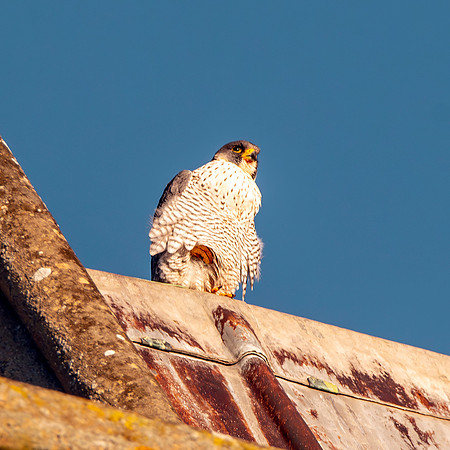 Peregrine falcon