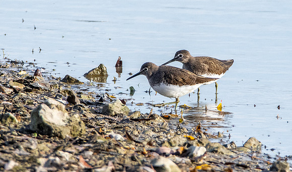 Green sandpiper