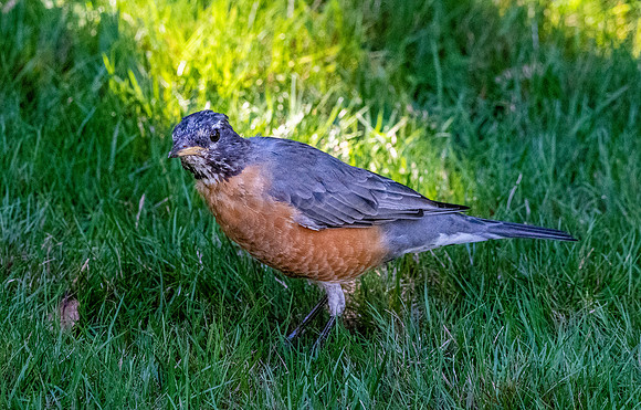 American robin