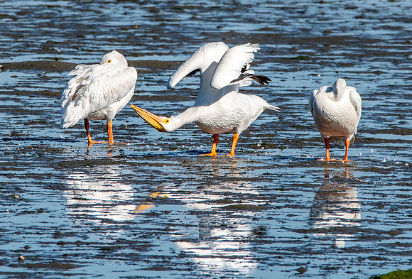 American white pelican