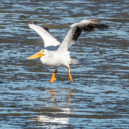 American white pelican