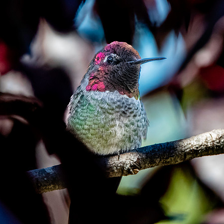 Anna's hummingbird